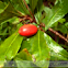 Magic Berry