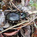 Escarabajo