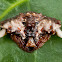Bird Dung Crab Spider
