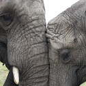 African Elephant