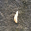 Three-band gardenslug