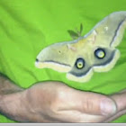 Polyphemus Moth