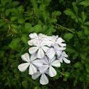 Plumbago