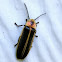 Pyralis Firefly