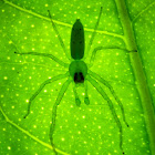 Magnolia Green Jumper