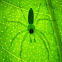 Magnolia Green Jumper