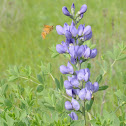 Wild blue indigo