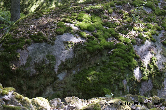 Spotting Image 1