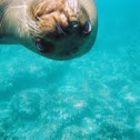 galapagos sea lion
