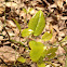 common greenbriar