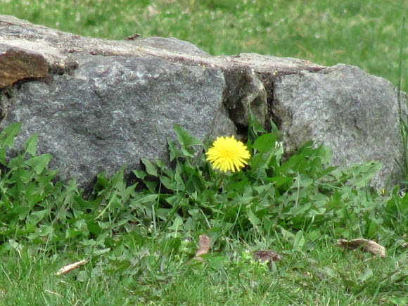 Spotting Image 1