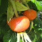 Rugosa rose hips