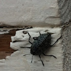Pleasing fungus beetle