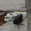 Pleasing fungus beetle