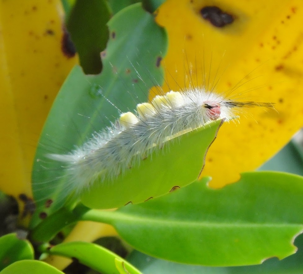 White-marked Tussock Moth