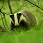 Meles meles - Badger