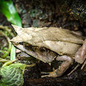 Malayan horned frog