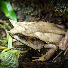 Malayan horned frog