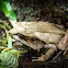Malayan horned frog
