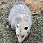 Virginia Opossum
