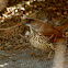 Brown Thrasher
