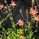 columbine