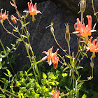 columbine