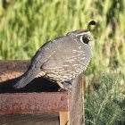 California Quail
