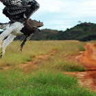 Martial Eagle