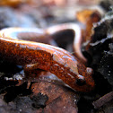 Red-backed salamander