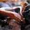 Red-backed salamander