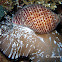 Pacific Partridge Tun