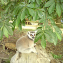 Ring-Tailed Lemur