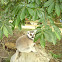 Ring-Tailed Lemur