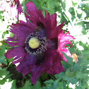 Bread seed poppy and honey bee