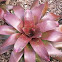 Bromeliad