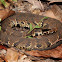 Western Cottonmouth