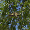 Eastern Tiger Swallowtail
