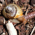 Snail