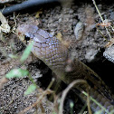 Spectacled Cobra or Indian Cobra