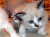 Gatitos Bebes Siames  Regalo