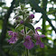 Gevlekte dovenetel (Lamium maculatum)