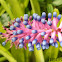 Matchstick Plant