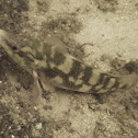 Ballan wrasse