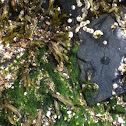 Sea weed
