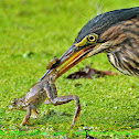 Green Heron