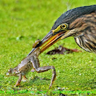 Green Heron