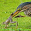 Green Heron