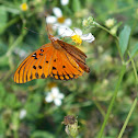 Gulf fritillary