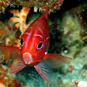 Red Squirrelfish